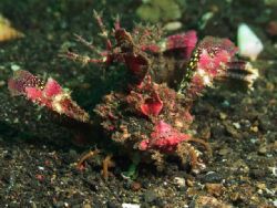 'I am angree' from Lembeh. Taken with Olympus E-20 in Tit... by Istvan Juhasz 